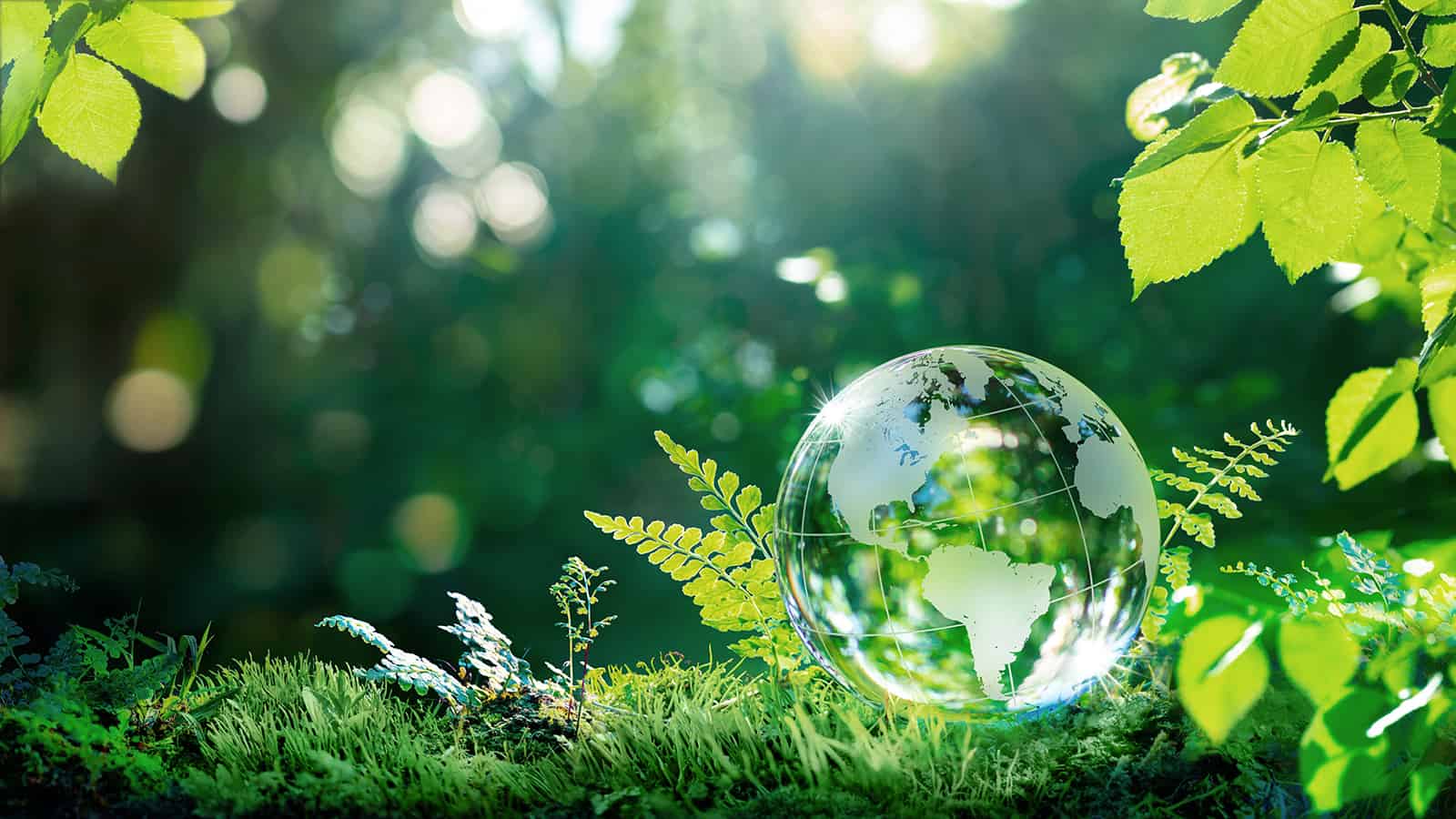 Environment.,Glass,Globe,On,Grass,Moss,In,Forest,-,Green